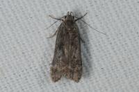 Anacampsis populella