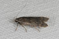 Anacampsis populella