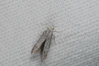 Coleophora hemerobiella