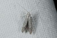 Coleophora hemerobiella