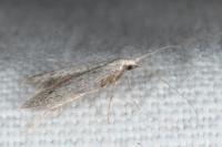 Coleophora hemerobiella