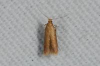 Tischeria
