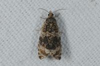 Celypha lacunana