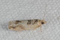 Crocidosema plebejana