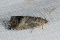 Cydia splendana