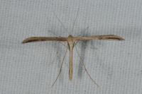 Emmelina monodactyla