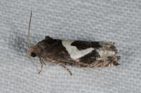 Epiblema foenella