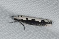 Ethmia bipunctella