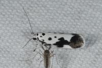 Ethmia quadrillella