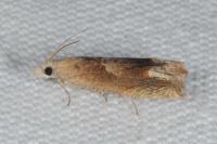 Eucosma conterminana