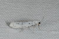 Yponomeuta