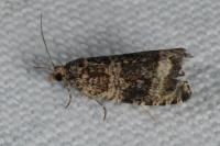 Celypha lacunana