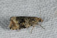 Celypha lacunana