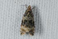 Celypha lacunana