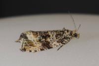 Celypha lacunana