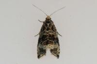 Celypha lacunana