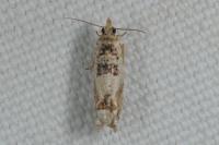 Crocidosema plebejana