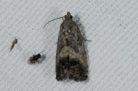 Cydia splendana