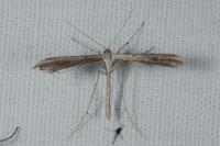 Emmelina monodactyla