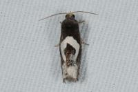 Epiblema foenella