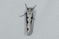 Ethmia bipunctella