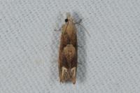 Eucosma conterminana