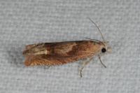 Eucosma conterminana