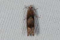 Eucosma conterminana