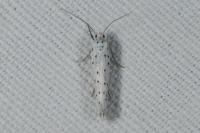 Yponomeuta