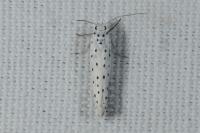 Yponomeuta