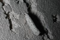Yponomeuta