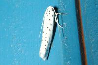 Yponomeuta