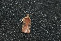 Agonopterix purpurea