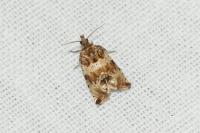 Celypha cespitana