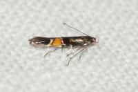Cosmopterix orichalcea