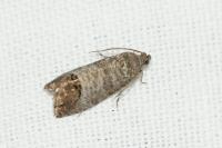 Cydia pomonella