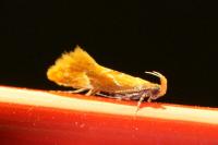 Epicallima formosella