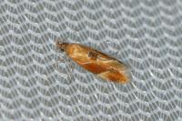 Epicallima formosella