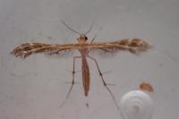 Oxyptilus laetus