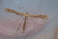 Oxyptilus laetus