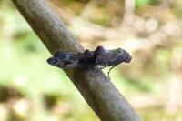 Epermenia chaerophyllella