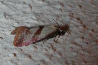Cochylis flaviciliana