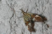 Alabonia geoffrella