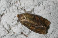 Ptycholoma lecheana