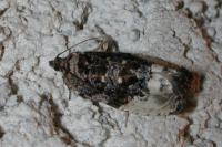 Hedya nubiferana