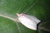 Tortrix viridana