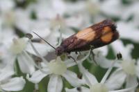 Pammene aurana