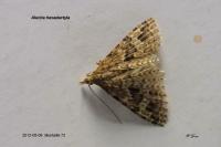 Alucita hexadactyla