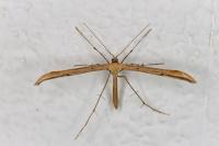 Emmelina monodactyla