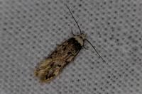 Endrosis sarcitrella